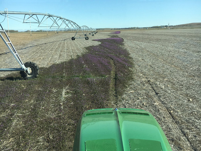 A narrow path of henbit shows clearly where a center pivot blocked a fall herbicide burndown on Karl Jacobson&#039;s Kansas farm. Jacobson swears by fall control of this winter annual weed. (Photo courtesy of Karl Jacobson) 